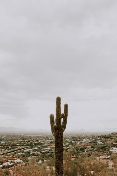 green cactus
